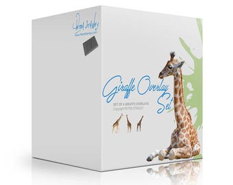 Giraffe Overlays - Set of 4 Transparent Giraffes - Photoshop Giraffes - Giraffe Photos - Digital Overlay - Instant Download - Animal Overlay