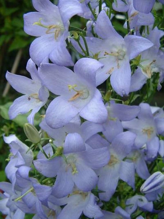 50+ CHIMNEY BELL, Campanula Pyramidalis Mix / Perennial