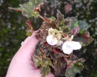 BEAUTIFUL! Dark Green Rex Begonia Plug (1)