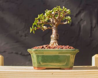 Jade Bonsai Tree