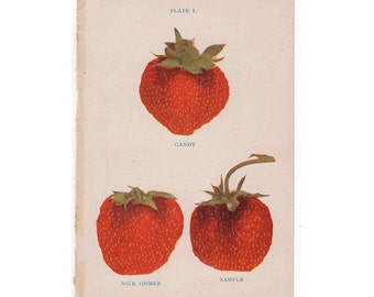 1905 strawberry original antique fruit berry berries print - strawberries pl 1