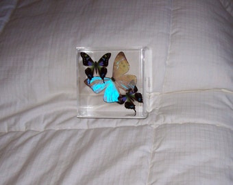 Real Beautiful Pearlized Morpho Butterfly with Mosaic Accents