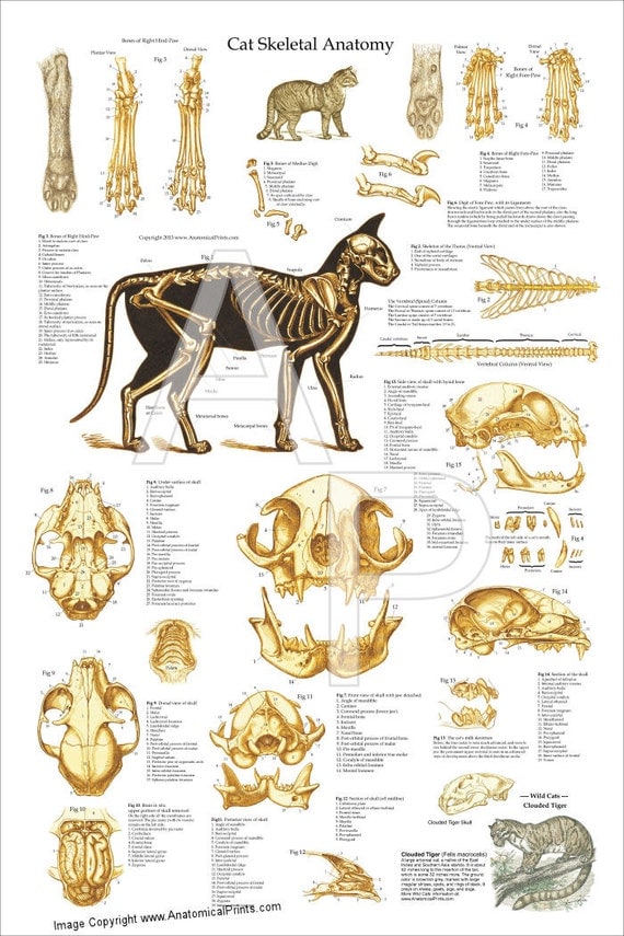 Cat Skeletal Anatomy Poster Wall Chart 24 X 36