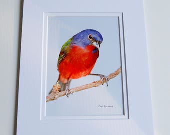 Photograph - 5 x 7 - Male Painted Bunting