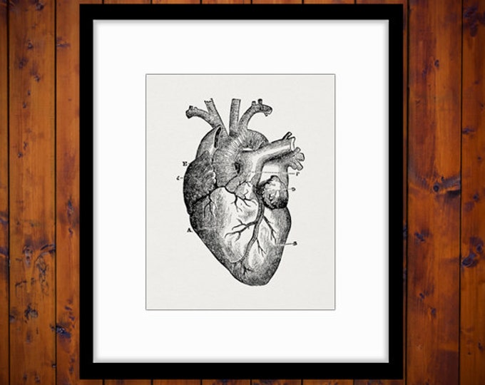 Digital Heart Diagram Graphic Printable Heart Image Medical Anatomy Artwork Antique Download Vintage Clip Art Jpg Png Eps HQ 300dpi No.118