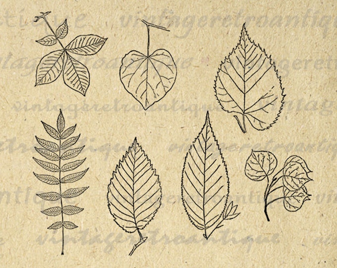 Printable Digital Leaf Graphic Leaves Collage Sheet Image Download Vintage Clip Art Jpg Png Eps HQ 300dpi No.1001