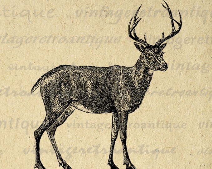 Digital Black Tailed Deer Image Graphic Printable Download Illustration Vintage Clip Art Jpg Png Eps HQ 300dpi No.2151