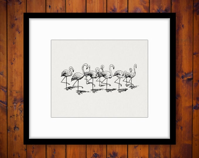 Flamingos Graphic Printable Download Illustration Image Birds Digital Vintage Clip Art Jpg Png Eps HQ 300dpi No.3191