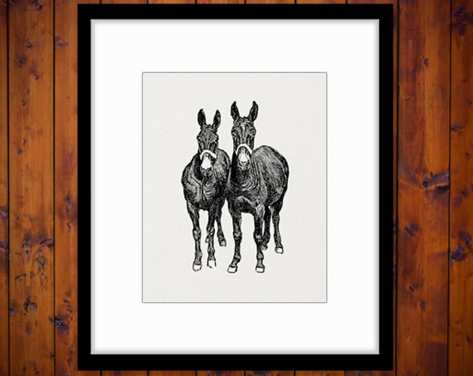 Printable Image Two Mules Digital Horse Download Illustration Graphic Vintage Clip Art Jpg Png Eps HQ 300dpi No.3179