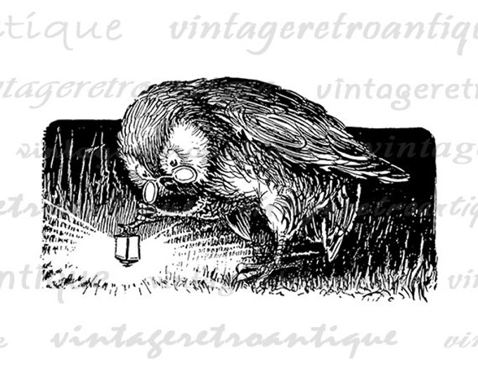 Digital Graphic Antique Owl with Lantern Bird Printable Illustration Download Image Artwork Vintage Clip Art Jpg Png HQ 300dpi No.1718