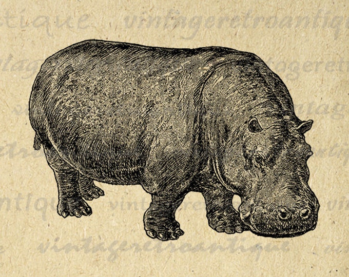 Hippo Image Graphic Printable Hippopotamus Digital Download Illustration Antique Clip Art Jpg Png Eps HQ 300dpi No.2582