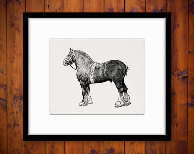 Clydesdale Horse Graphic Image Printable Animal Illustration Download Digital Vintage Clip Art Jpg Png Eps HQ 300dpi No.3049