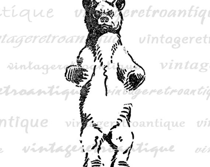 Printable Wild Bear Image Download Illustration Digital Graphic Antique Clip Art Jpg Png Eps HQ 300dpi No.1624