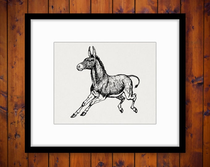 Donkey Graphic Printable Image Horse Digital Download Artwork Vintage Clip Art Jpg Png Eps HQ 300dpi No.782