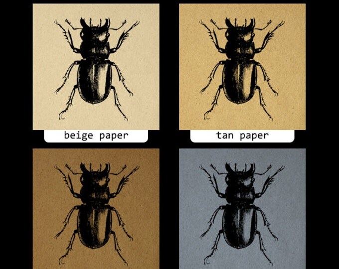 Digital Printable Beetle Download Insect Graphic Bug Illustration Image Antique Clip Art Jpg Png Eps HQ 300dpi No.3208