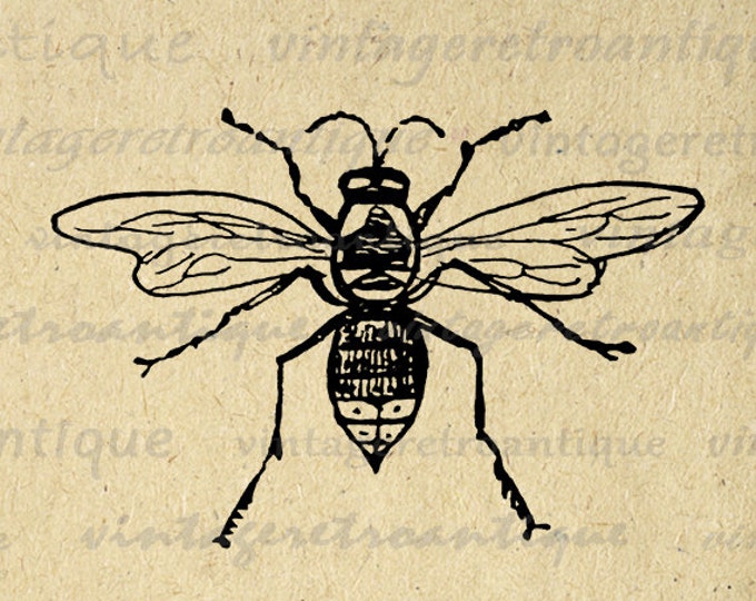 Digital Printable Bee Graphic Insect Download Illustration Image Vintage Clip Art Jpg Png Eps HQ 300dpi No.3526