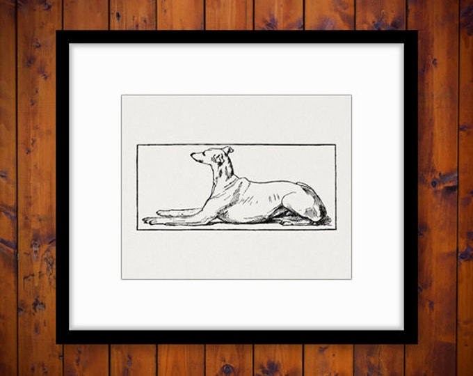 Printable Greyhound Dog Digital Image Pet Animal Download Graphic Antique Clip Art Jpg Png Eps HQ 300dpi No.510