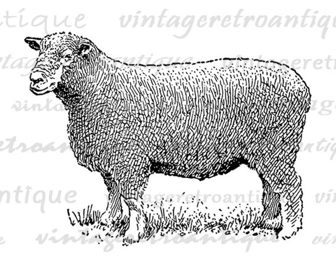 Ryeland Ram Sheep Printable Image Digital Illustration Graphic Download Vintage Clip Art Jpg Png Eps HQ 300dpi No.3260