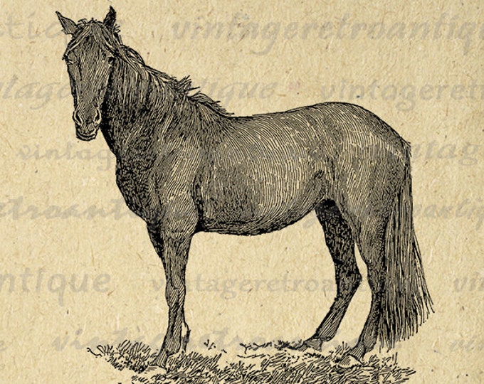 Horse Printable Image Graphic Animal Download Digital Illustration Antique Clip Art Jpg Png Eps HQ 300dpi No.3551