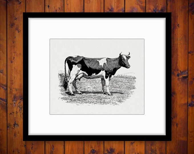 Antique Cow Printable Digital Download Graphic Image Artwork Vintage Clip Art Jpg Png Eps HQ 300dpi No.805