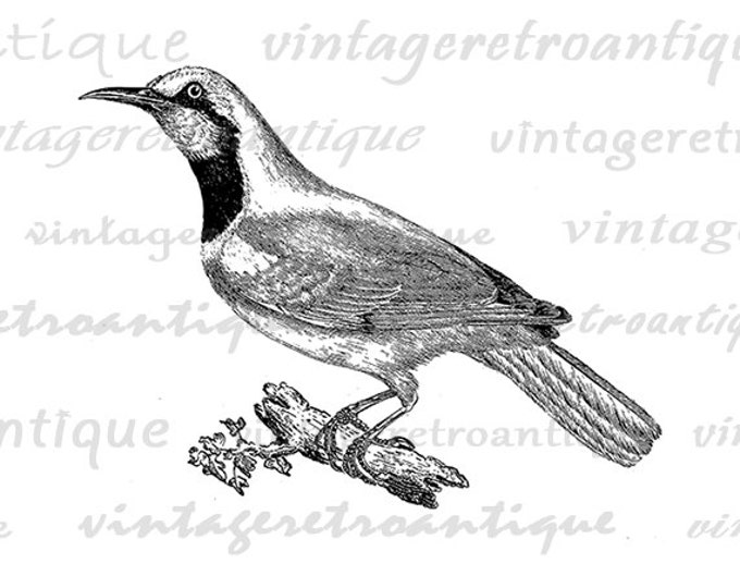 Printable Digital Classic Bird Download Illustration Graphic Image Vintage Clip Art for Transfers Printing etc HQ 300dpi No.945