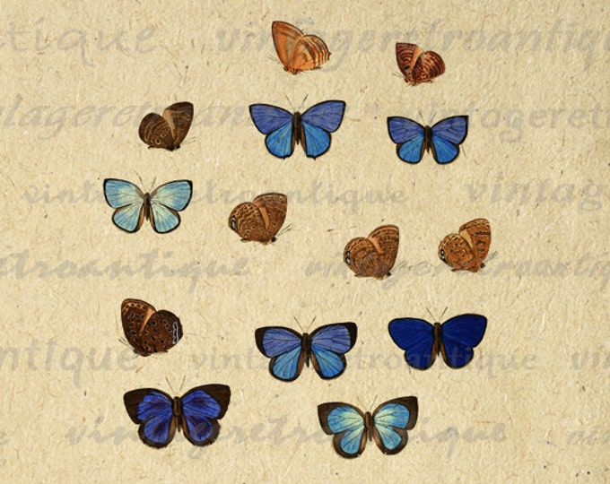 Printable Images Butterflies Color Collage Sheets Digital Graphic Download Antique Clip Art HQ 300dpi No.814