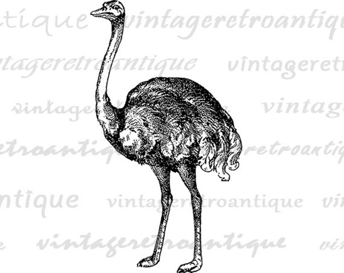 Digital Graphic Ostrich Image Antique Bird Download Printable Vintage Clip Art Jpg Png Eps HQ 300dpi No.327