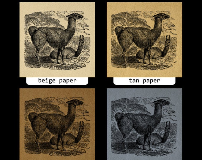 Printable Image Llama Download Graphic Digital Illustration Vintage Clip Art Jpg Png Eps HQ 300dpi No.2561