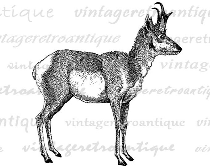 Digital Printable Antelope Graphic Download Animal Image Illustration Vintage Clip Art Jpg Png Eps HQ 300dpi No.2092