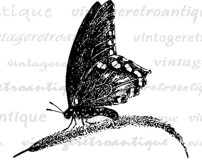 Digital Printable Butterfly Download Butterfly Graphic Butterfly Image Vintage Clip Art for Transfers Printing etc HQ 300dpi No.4640