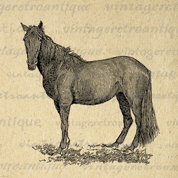 Horse Printable Image Graphic Animal Download Digital