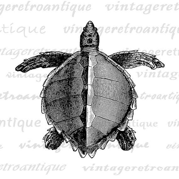 Printable Digital Loggerhead Sea Turtle Image Download Graphic