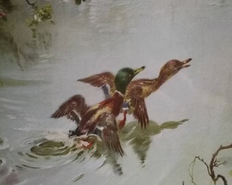 Vintage Vernon Ward Framed Print Mallards taking off, Vintage Vernon Ward Ducks , Vintage Vernon Ward Mallards Print