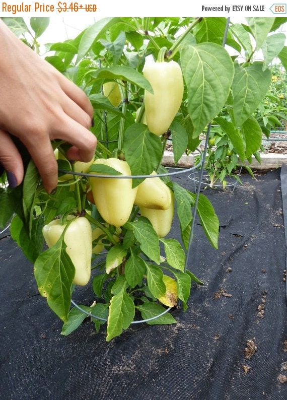 SZEGEDI GIANTSweet Hungarian Paprika/Pepper by CaribbeanGarden