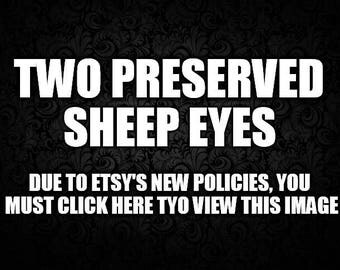 Two/2 Preserved Sheep Eyes/Eyeballs Wet Specimen