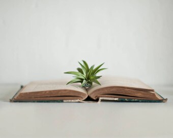 Tillandsia Velutina Air Plant - Air Plant Favor - Terrarium Air Plant - Air Fern - Air Planter - Houseplant - Office Plant - Live Plant Gift