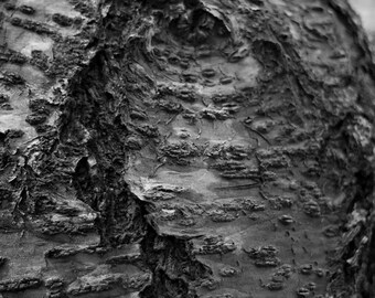 Black and White Tree Bark Texture
