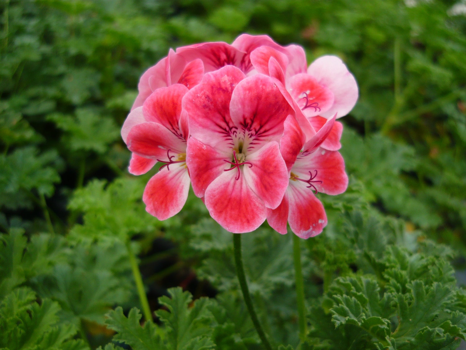 Apricot Scented Geranium live herb plant