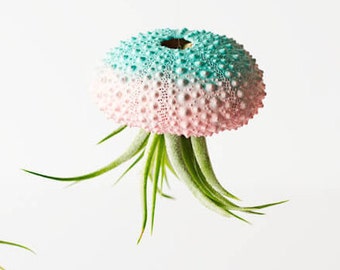 Set of 1 Ombre Jellyfish Air Plant, Boho Decor, Sea Urchin Air Plant, Desk Accessories, Hanging Air Plant, Gifts Under 20, Housewarming Gift
