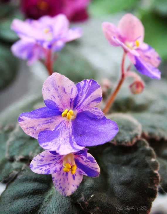 Leaf Pot African Violet 'Cajun's Lil' Tizzy'