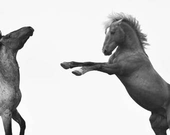 Wild horse photography--Pryor Mountain mustang