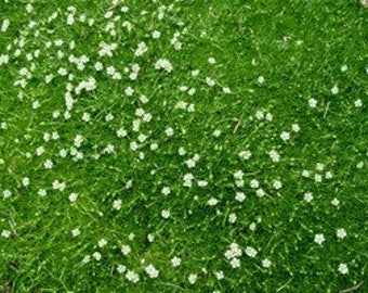 Moss Irish Live Plants Groundcover Plants From Plug
