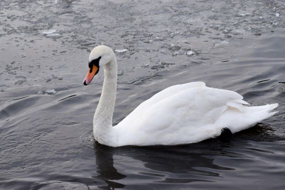 Graceful Swan on icy water, swan photography, animal photography, wildlife photography,swan art, swan decor, swan print, pond photography