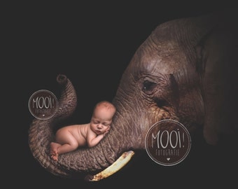 Digital Prop for Newborn - Digital background - Newborn Photography - Elephant - Animal - Nature - Wildlife - Trunk