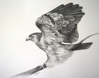  Hawk drawing Etsy