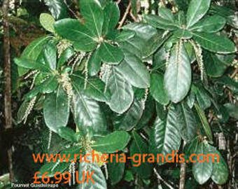 BOIS BANDE - Bark Pieces ( .2 Oz in resealable pouch. Richeria grandis, product of Grenada)