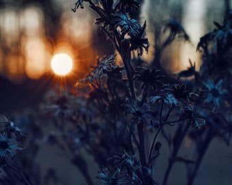 Wild Flower Sunset, Dusk Weeds, Evening Foliage