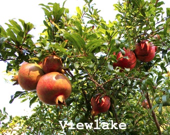 Cold Hardy Russian Pomegranate tree for fruits and flowers