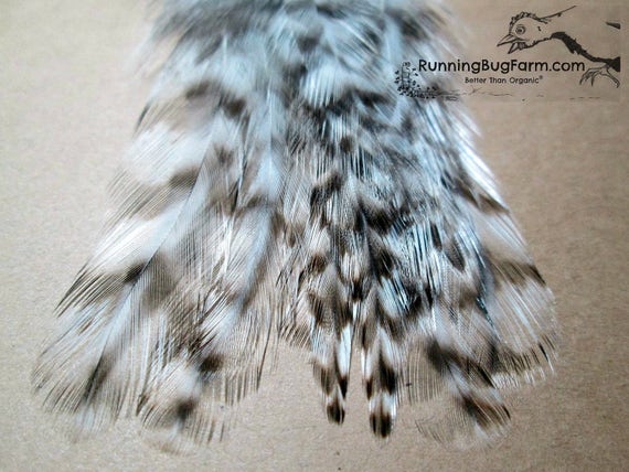 Hackle Feathers Grizzly Feathers Barred Rock Rooster Black