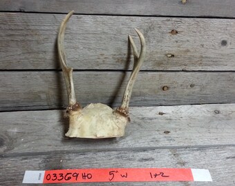 Small Set of Taxidermy Quality Whitetail Deer Antlers - Lot No. 03369HO